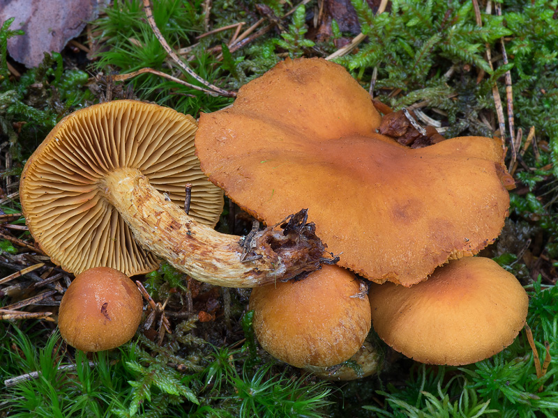 Cortinarius limonius